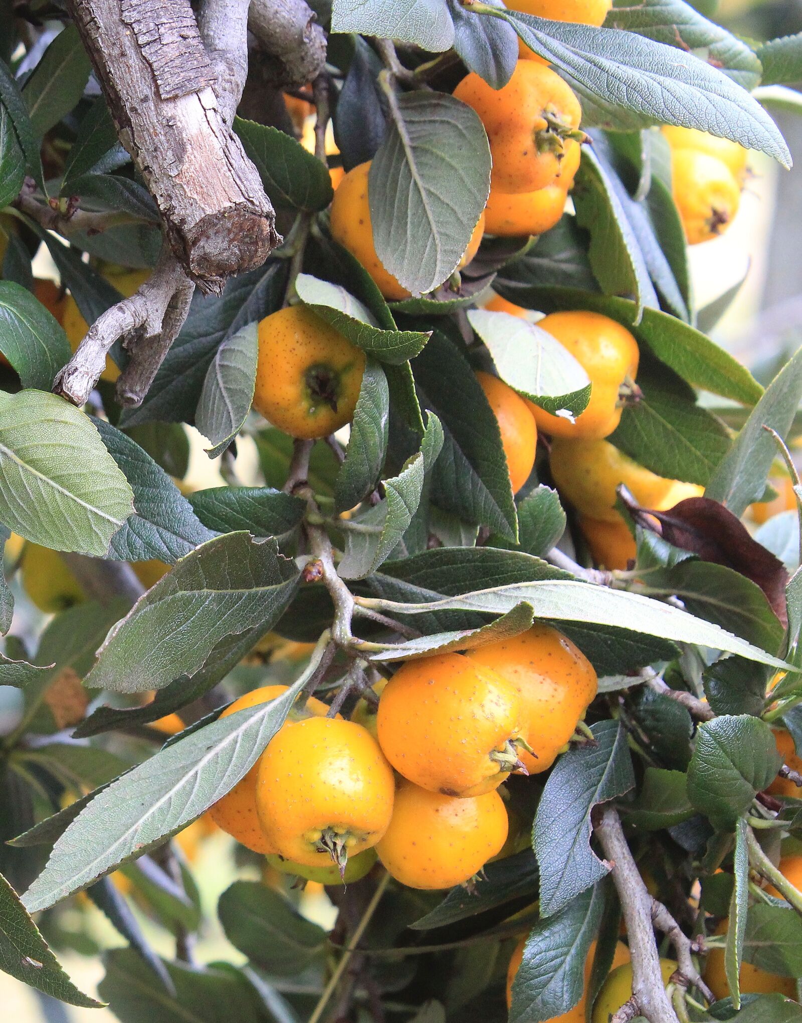 Canon EOS 1300D (EOS Rebel T6 / EOS Kiss X80) sample photo. Fruit, leaf, food photography