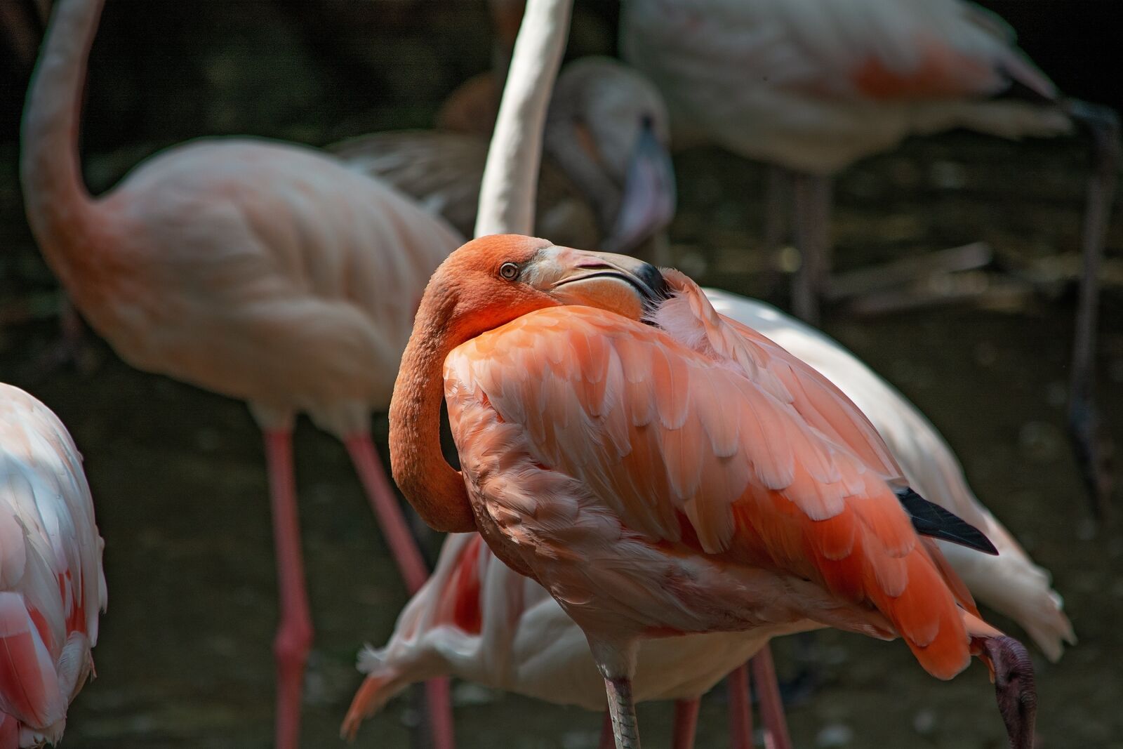 Nikon D7100 sample photo. Flamingo, bird, salmon photography
