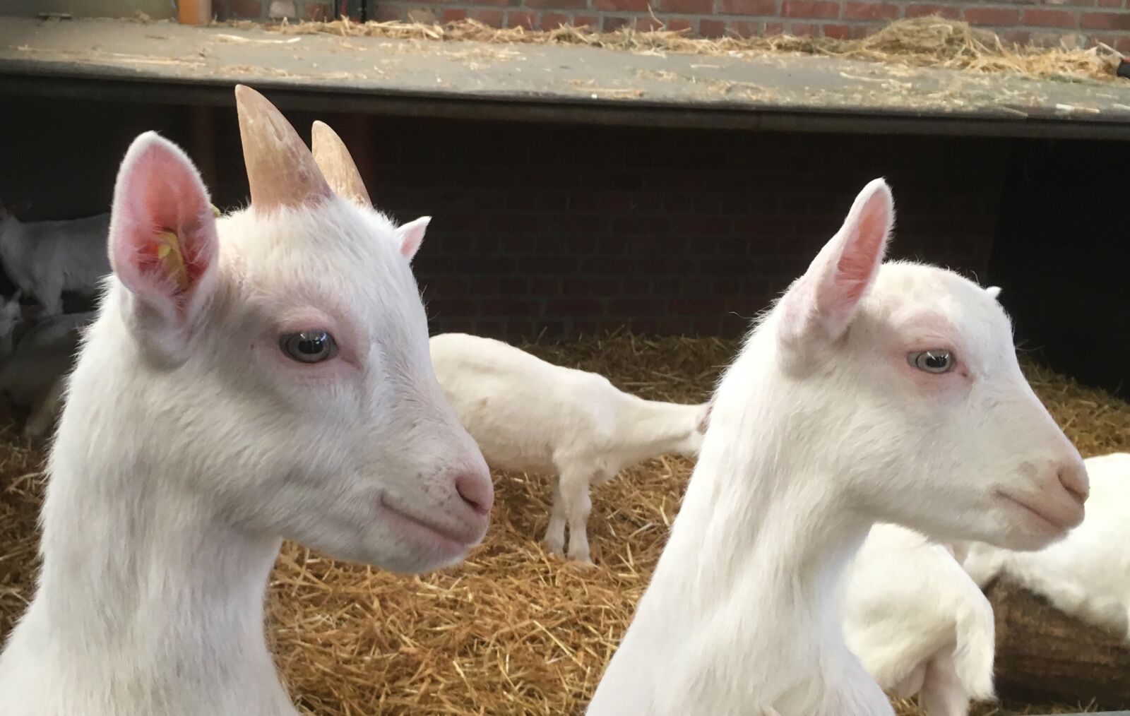 Apple iPhone 6s sample photo. Goat, kid, lamb photography