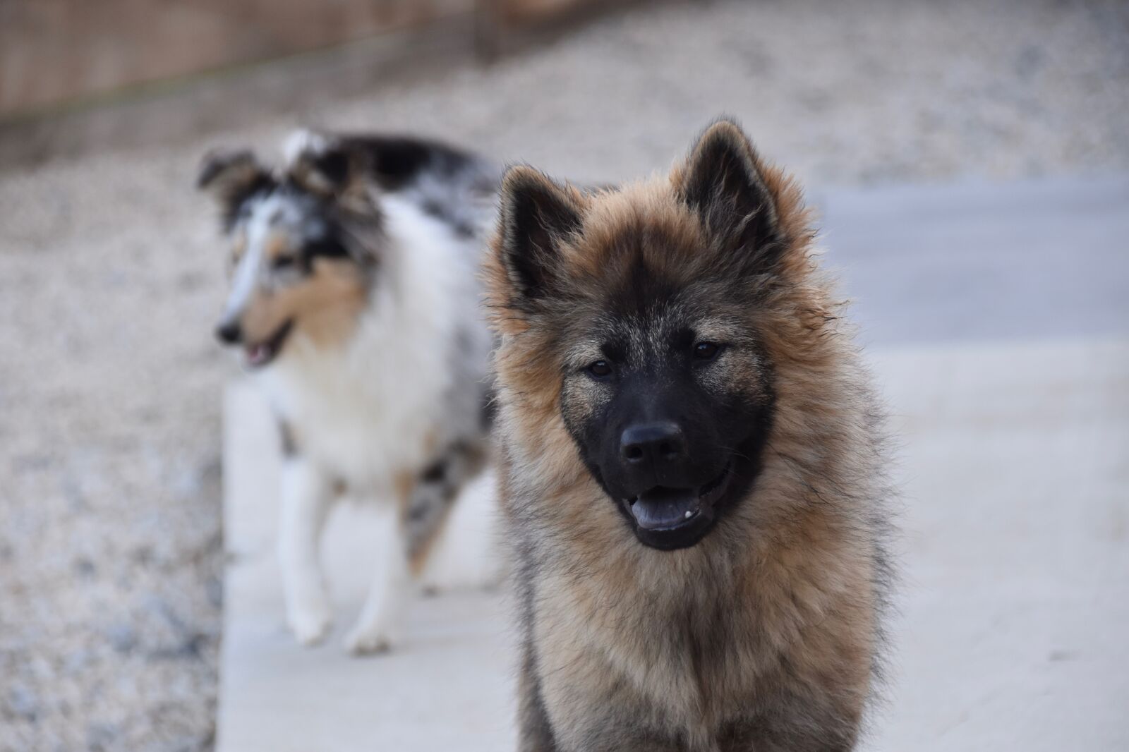 Nikon D5600 sample photo. Dog, dog eurasier, plinn-blue photography