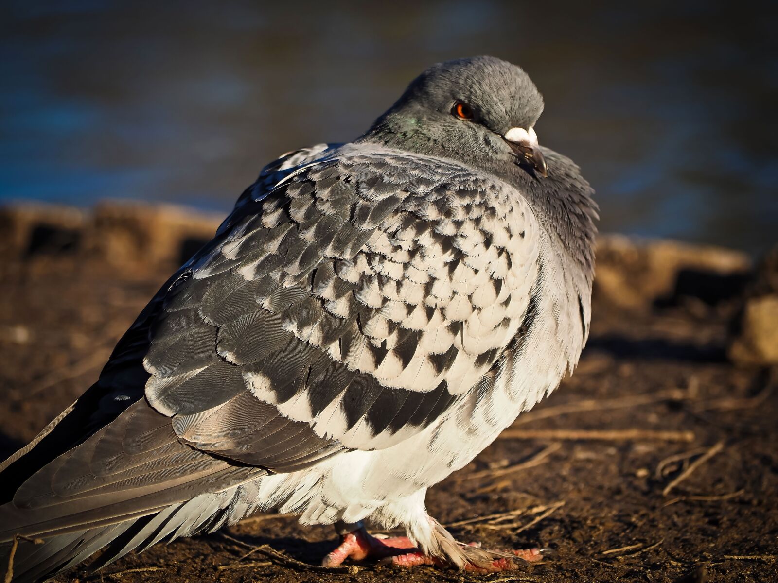 Olympus OM-D E-M10 sample photo. Dove, bird, animal photography