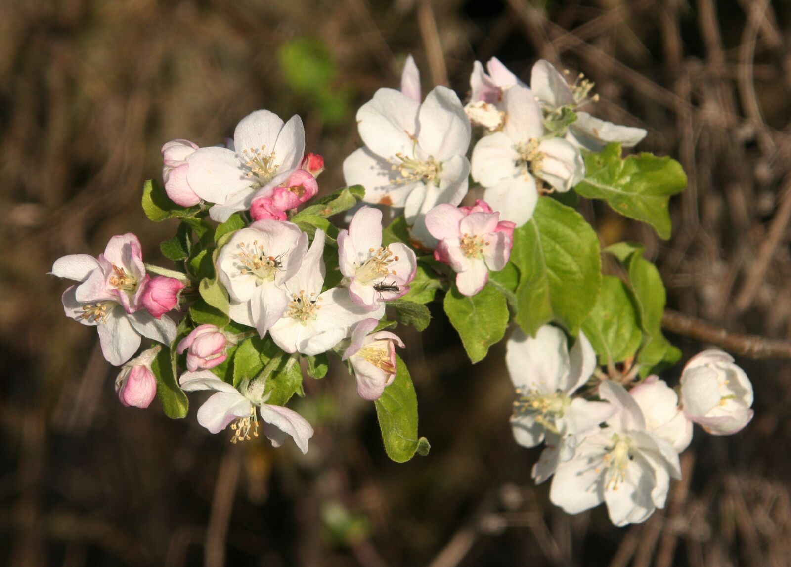 Canon EOS 350D (EOS Digital Rebel XT / EOS Kiss Digital N) sample photo. Spring, flowers, tree photography