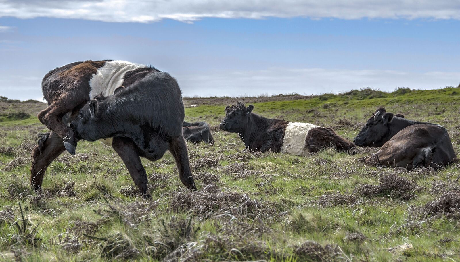 Nikon D5200 sample photo. Cattle, grass, nature photography