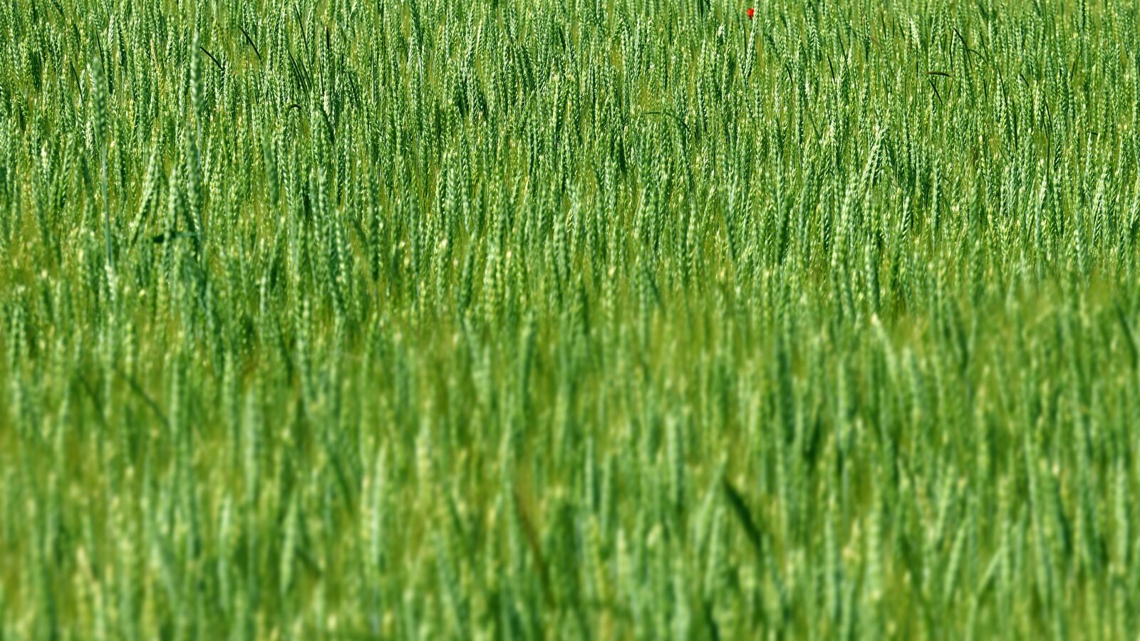 Panasonic Lumix DMC-GX85 (Lumix DMC-GX80 / Lumix DMC-GX7 Mark II) sample photo. Wallpaper, landscape, wheat photography