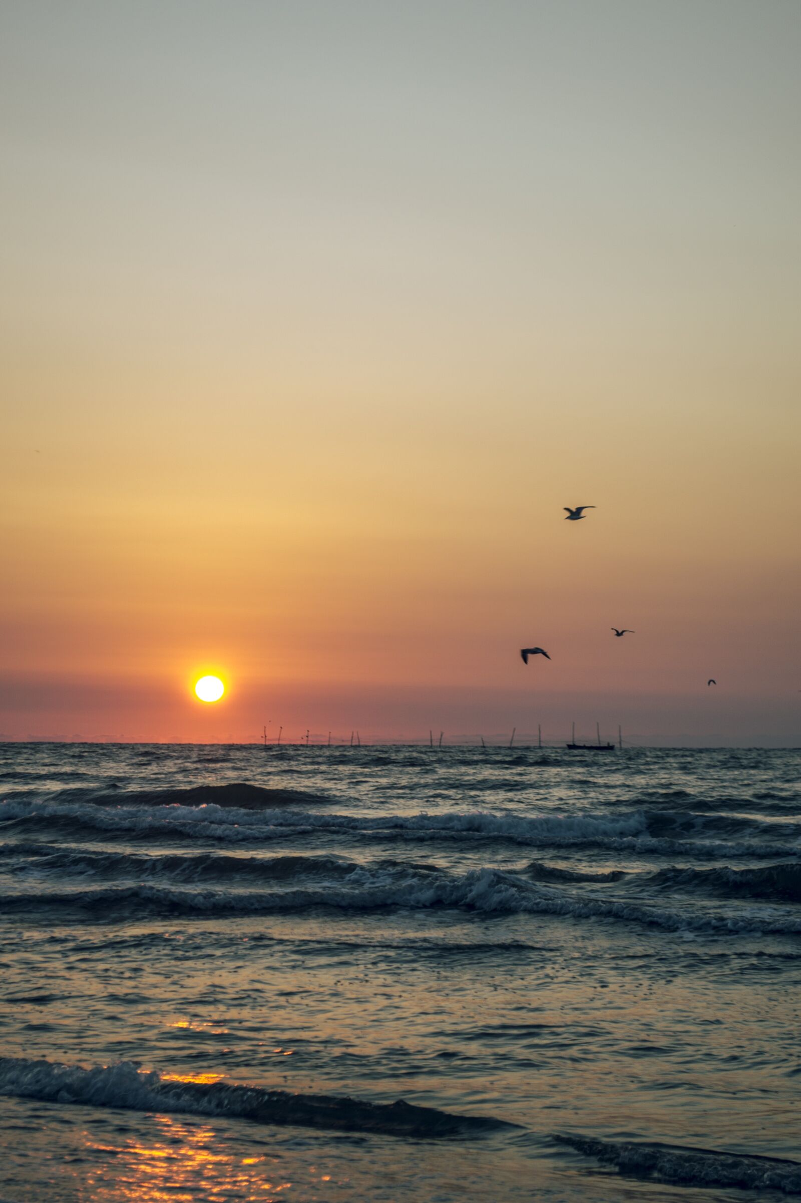 Nikon D3100 sample photo. Sunrise, bird, waves photography