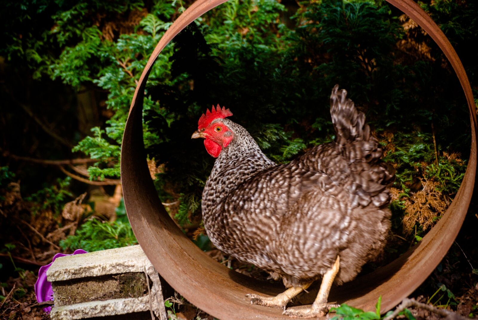 Nikon D80 sample photo. Lower short, hen, gallinac photography