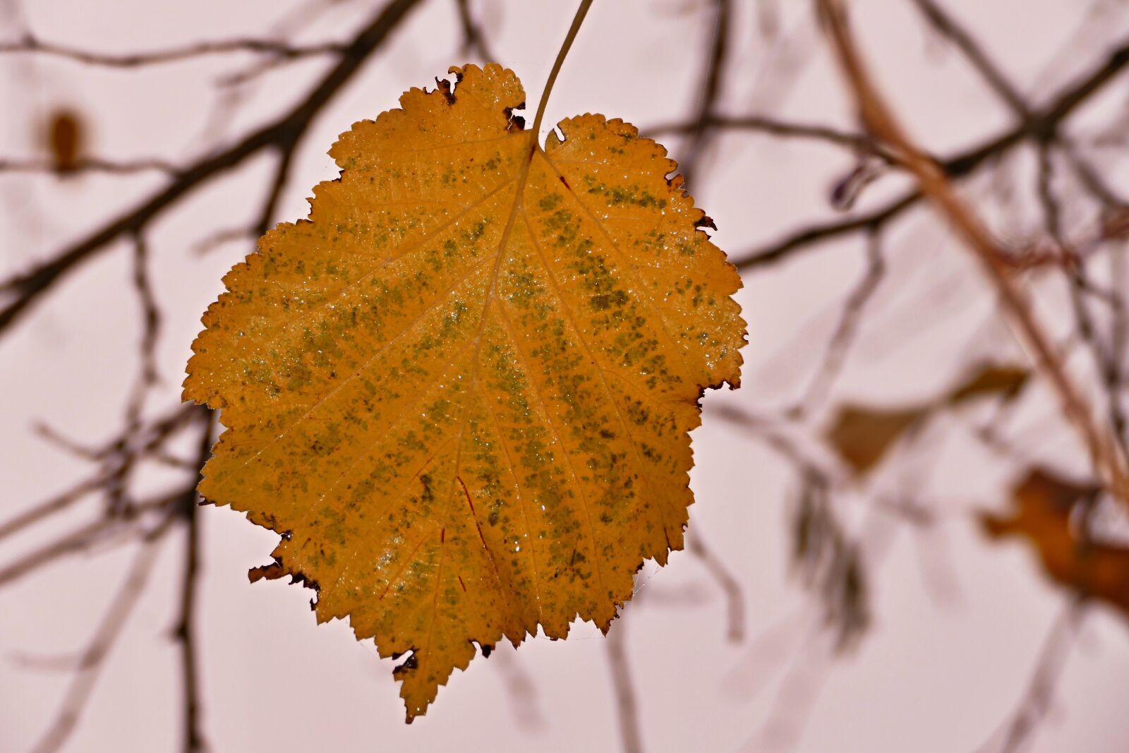 Panasonic Lumix DMC-FZ1000 sample photo. Letter, tree, branches photography