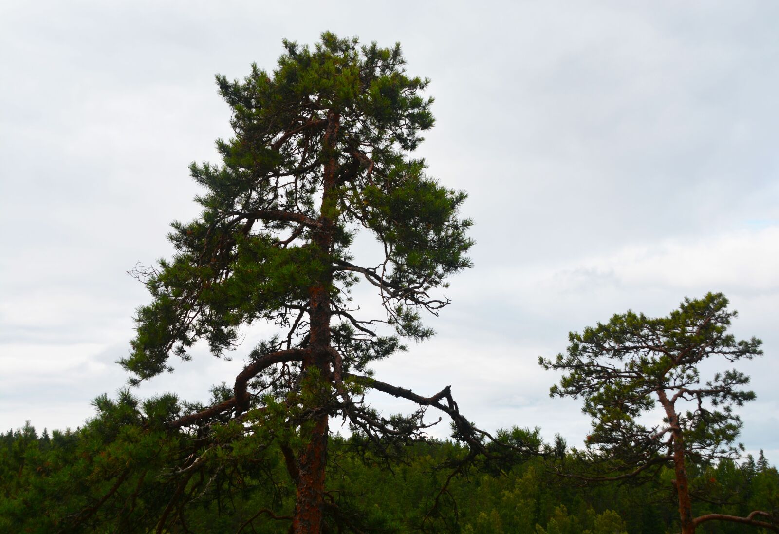 Nikon D7100 sample photo. Trees, sky, kizi photography