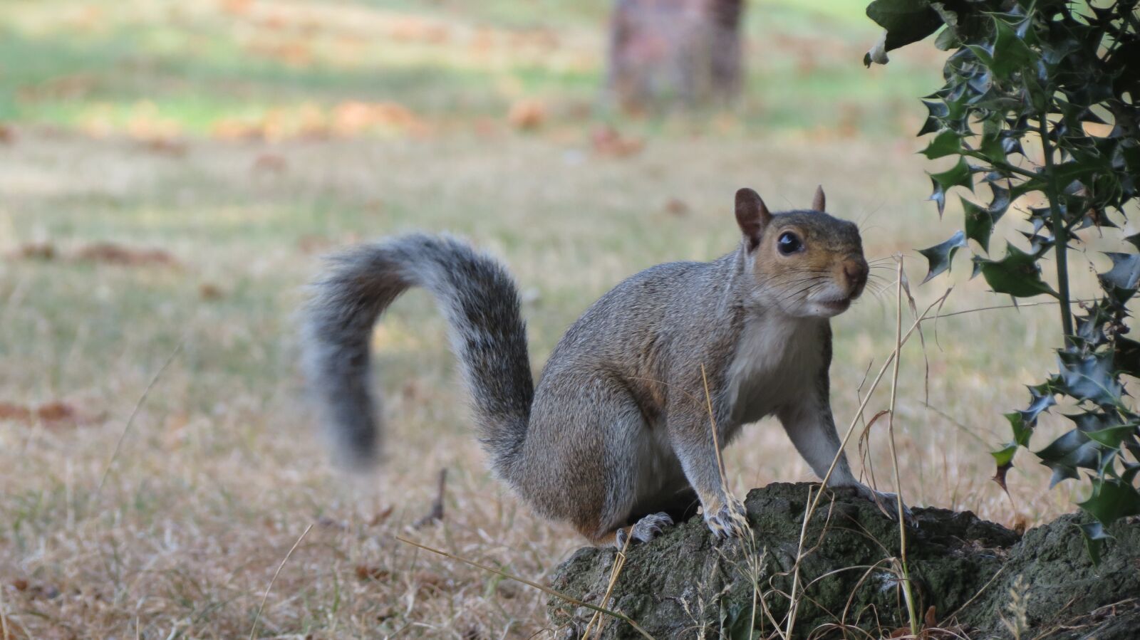 Canon PowerShot SX40 HS sample photo. Squirrel, forest, animal photography