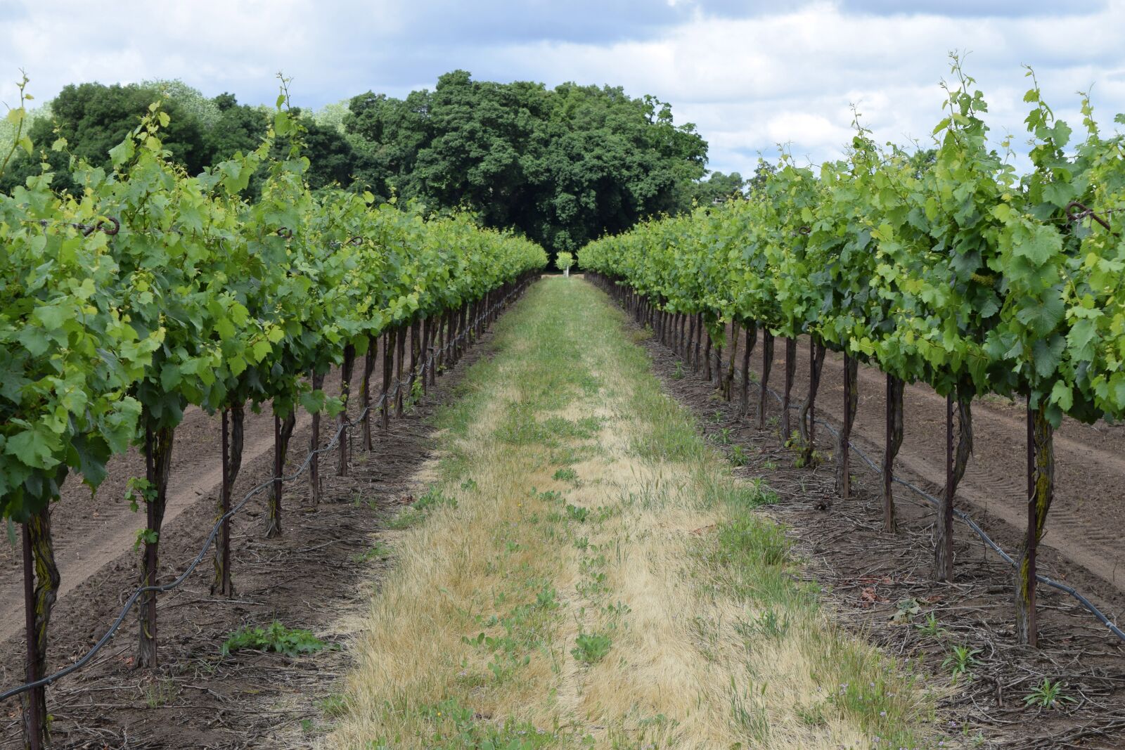 Nikon D5300 sample photo. Winery, vineyard, vine photography