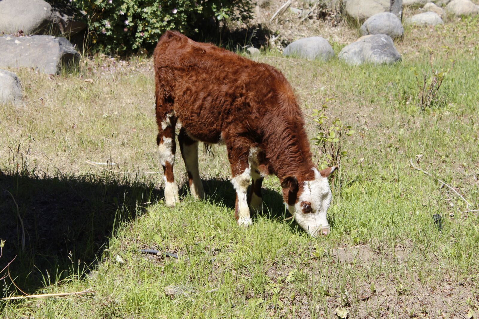Canon EOS 600D (Rebel EOS T3i / EOS Kiss X5) sample photo. Calf, cow, farming photography