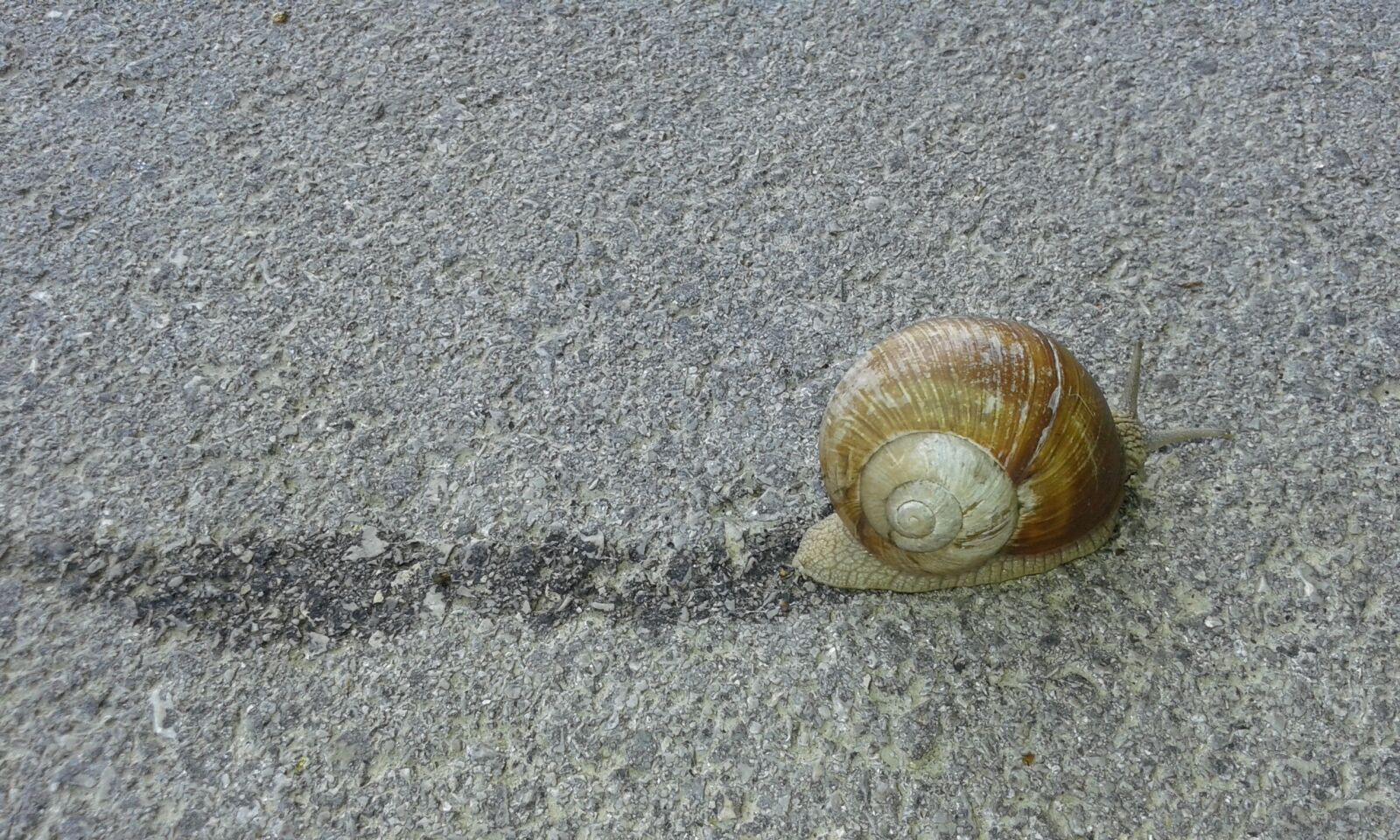 Samsung Galaxy Core2 sample photo. Snail, animal, nature photography