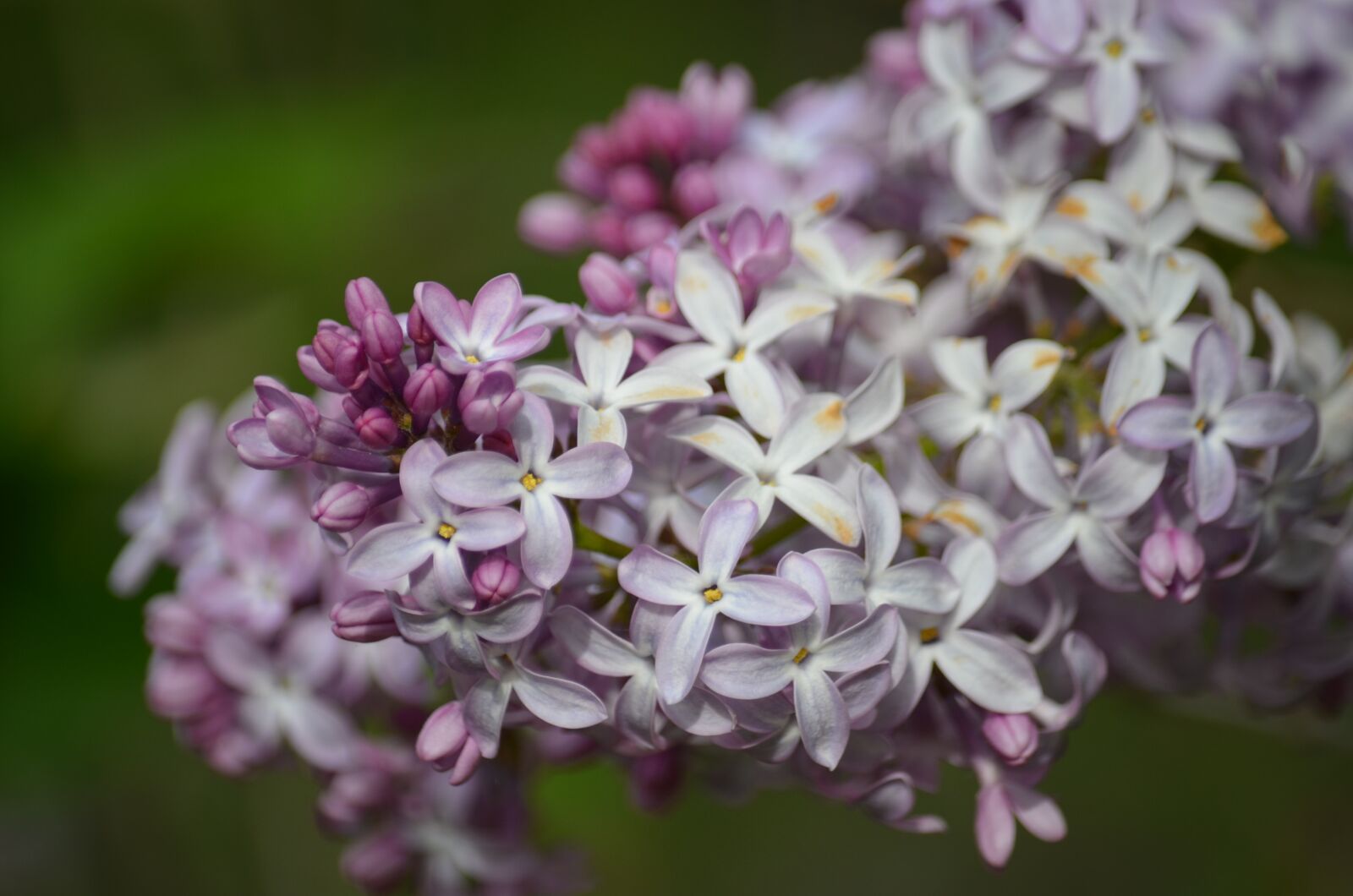 Nikon D5100 sample photo. Lilac, close up, nature photography