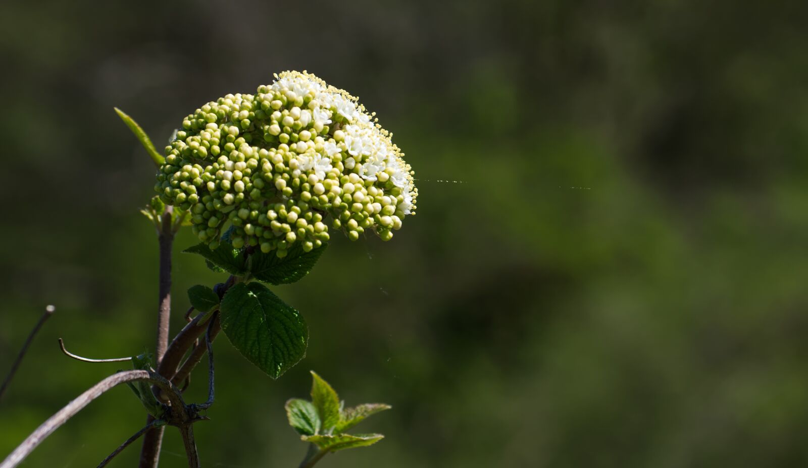 Nikon D5500 sample photo. Plant, wild flower, green photography