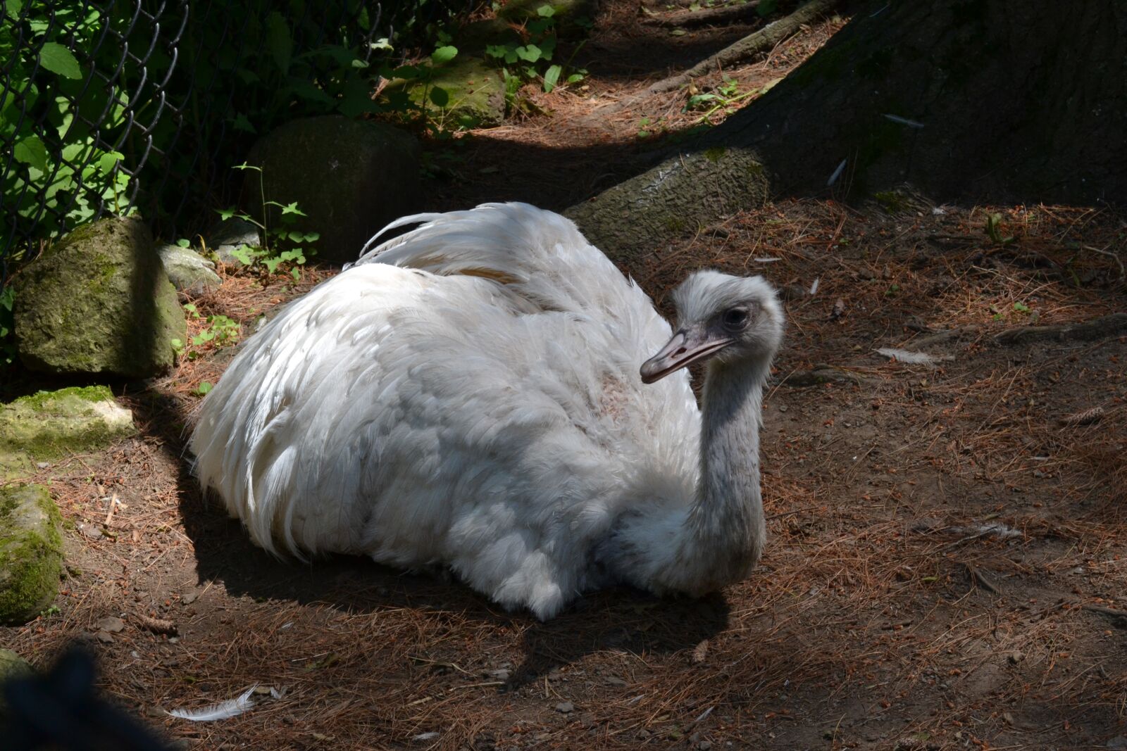 Nikon D3100 sample photo. Animal, bird, great photography