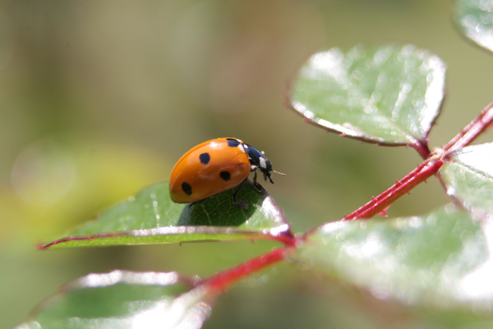 Canon EOS 20D sample photo. Ladybug, rose, insect photography