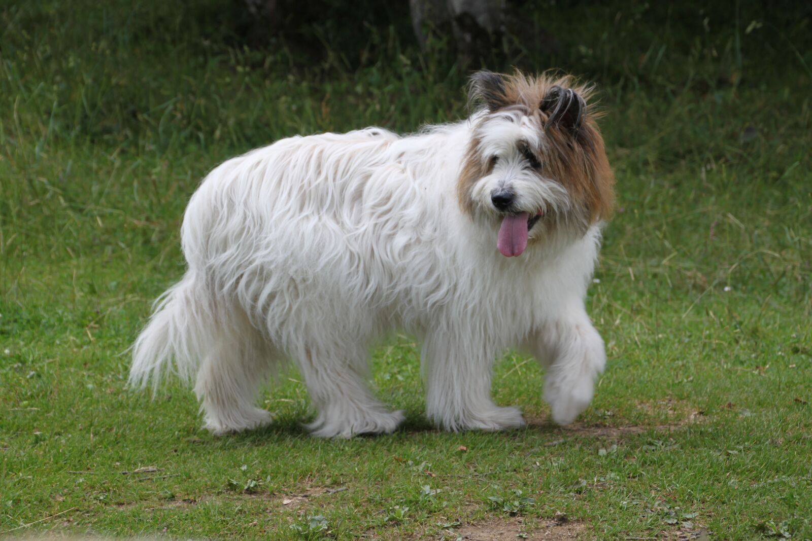 Canon EOS 500D (EOS Rebel T1i / EOS Kiss X3) sample photo. Dog, race, white photography