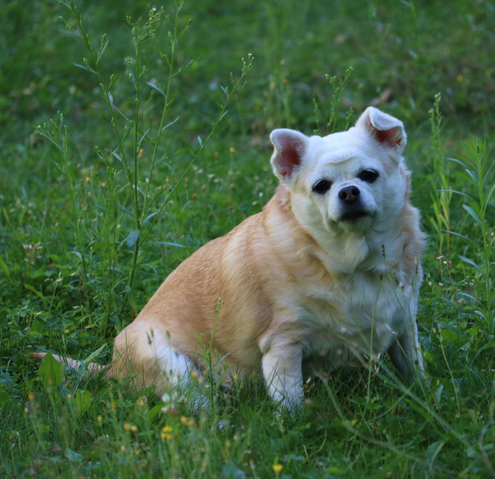Canon EOS 750D (EOS Rebel T6i / EOS Kiss X8i) sample photo. Chihuahua, small, dog photography