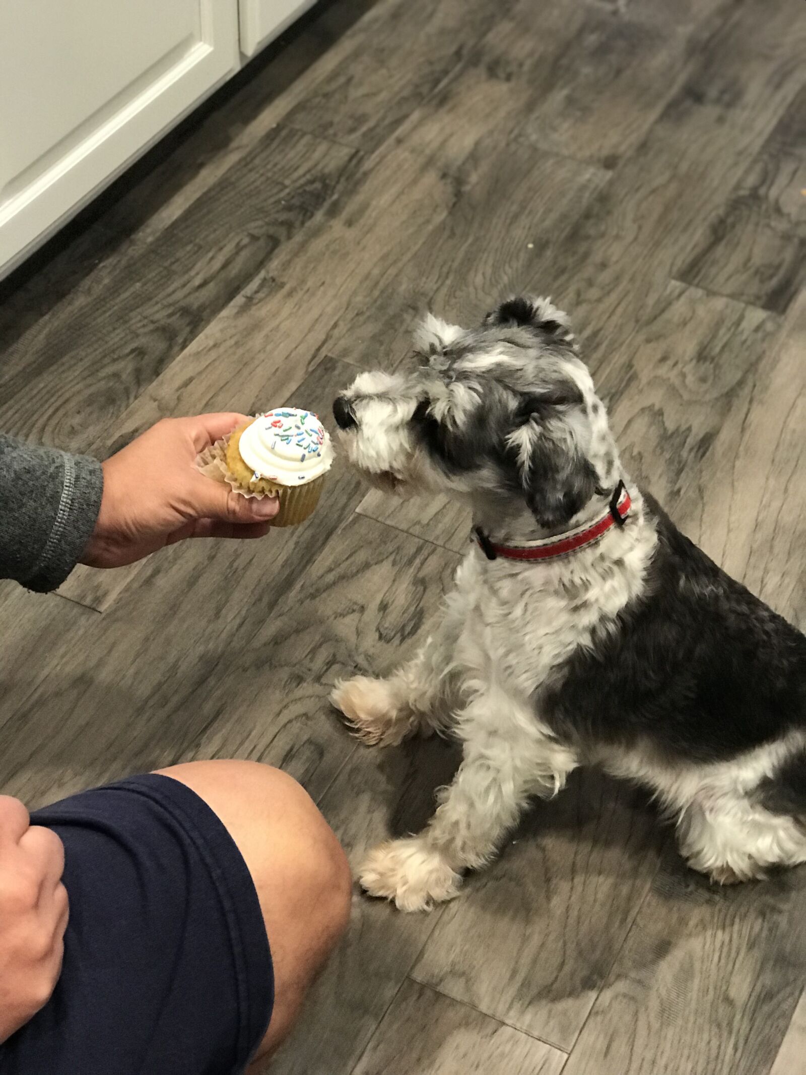 Apple iPhone 7 Plus sample photo. Dog, cupcake, schnauzer photography