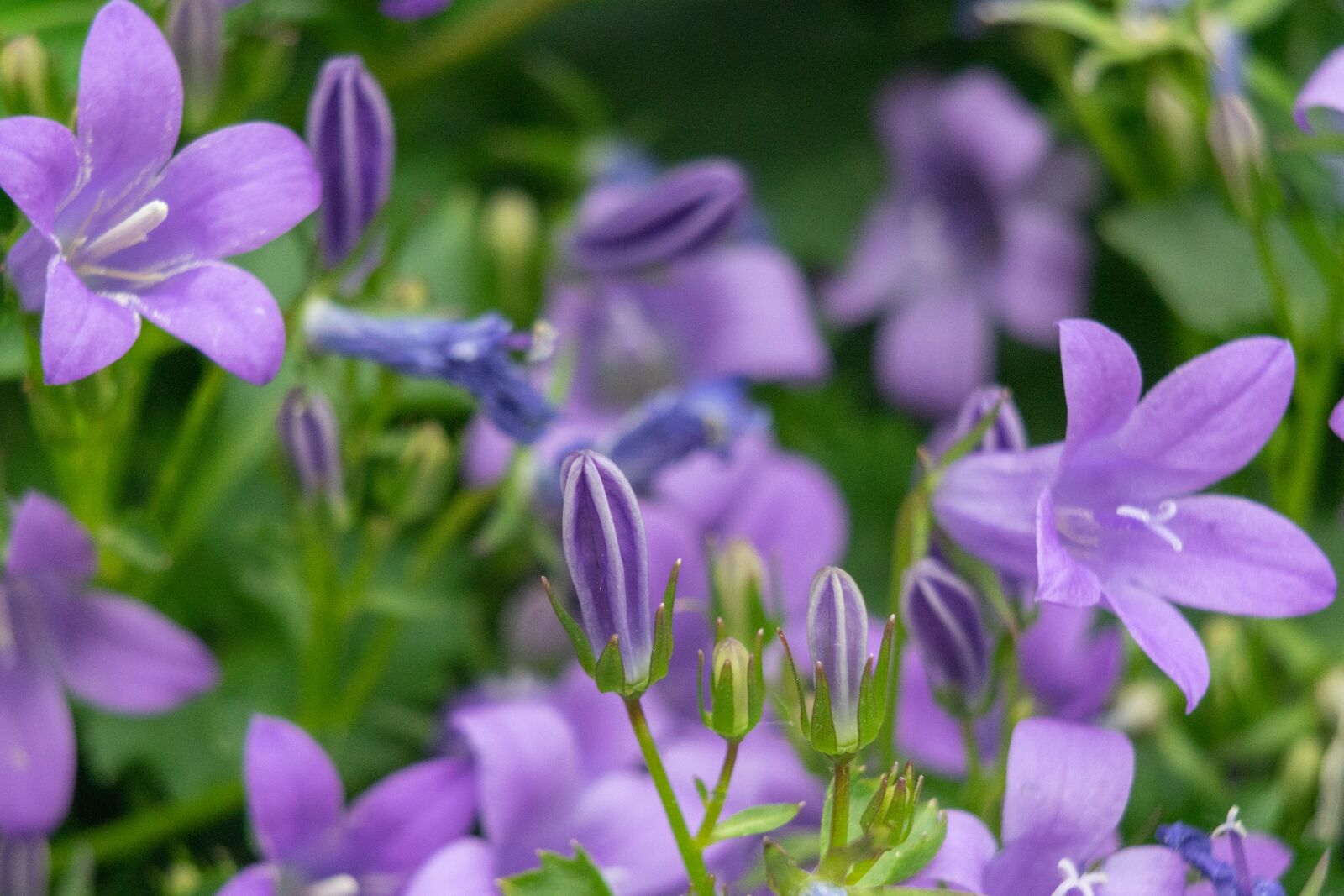 Nikon D3300 sample photo. Flower, rock garden, nature photography