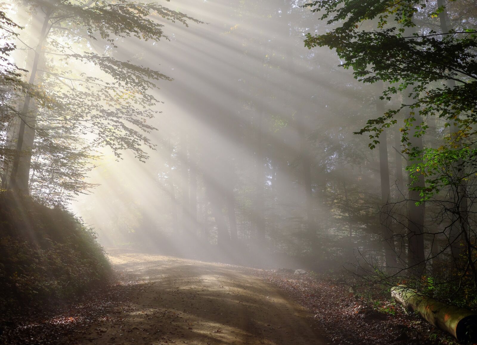 Fujifilm X-T10 + Fujifilm XF 35mm F1.4 R sample photo. Morning, fog, sunbeam photography