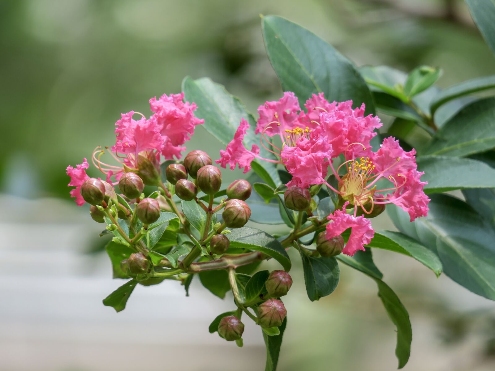 Canon PowerShot G3 X sample photo. Crape myrtle, flower, plant photography