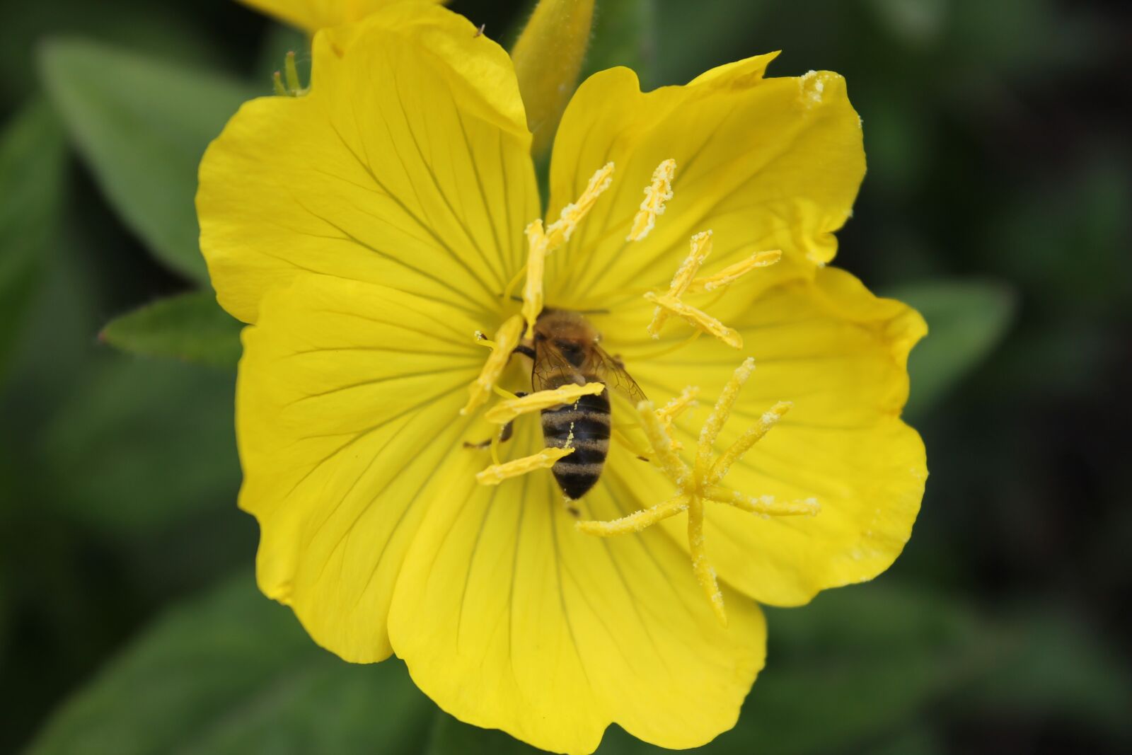 Canon EOS 1100D (EOS Rebel T3 / EOS Kiss X50) sample photo. Buttercup garden, a yellow photography