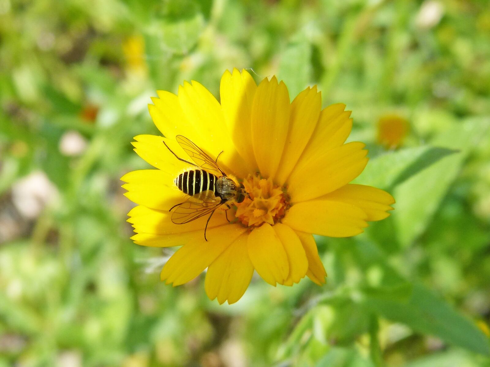 Panasonic DMC-FZ62 sample photo. Hoverfly, false bee, flower photography