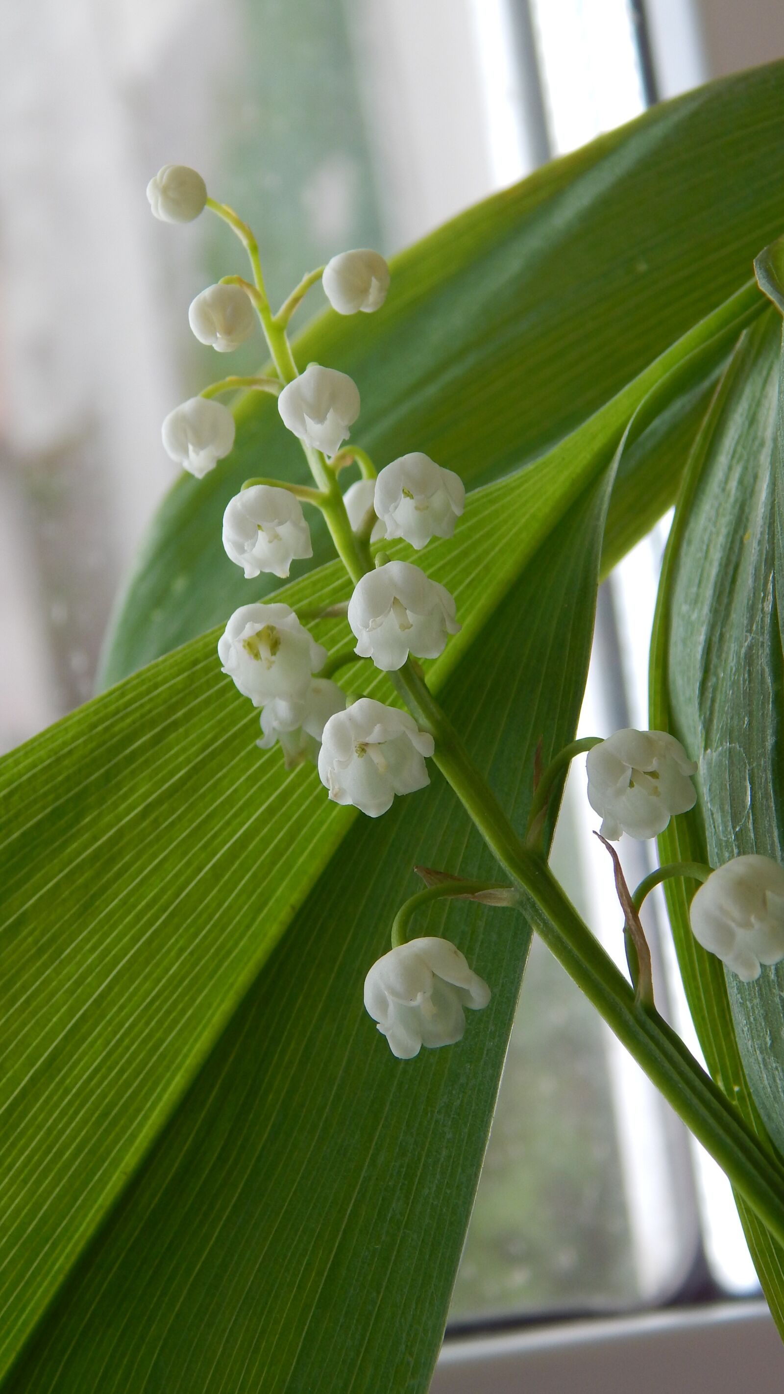 Nikon Coolpix L820 sample photo. Lily of the valley photography