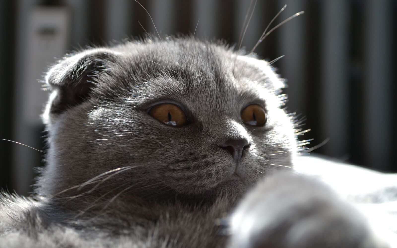 Nikon D3100 sample photo. Cat, kitten, pet photography