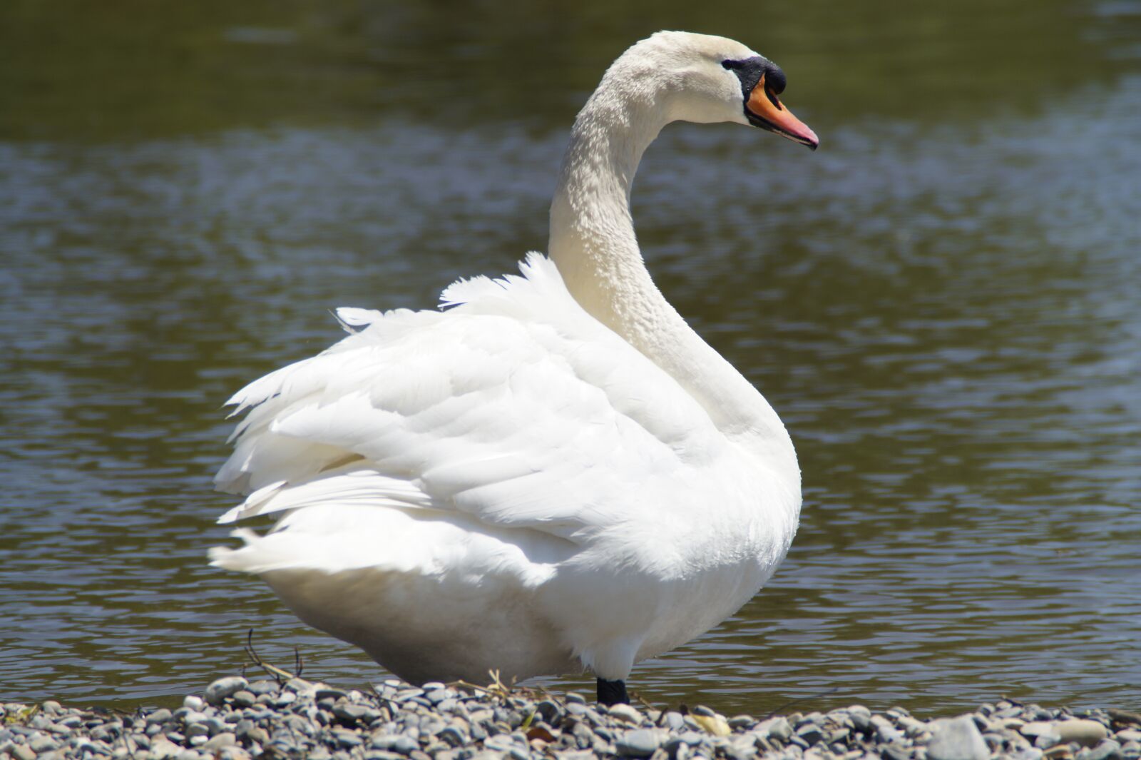Sony SLT-A58 sample photo. Swan, white, bank photography