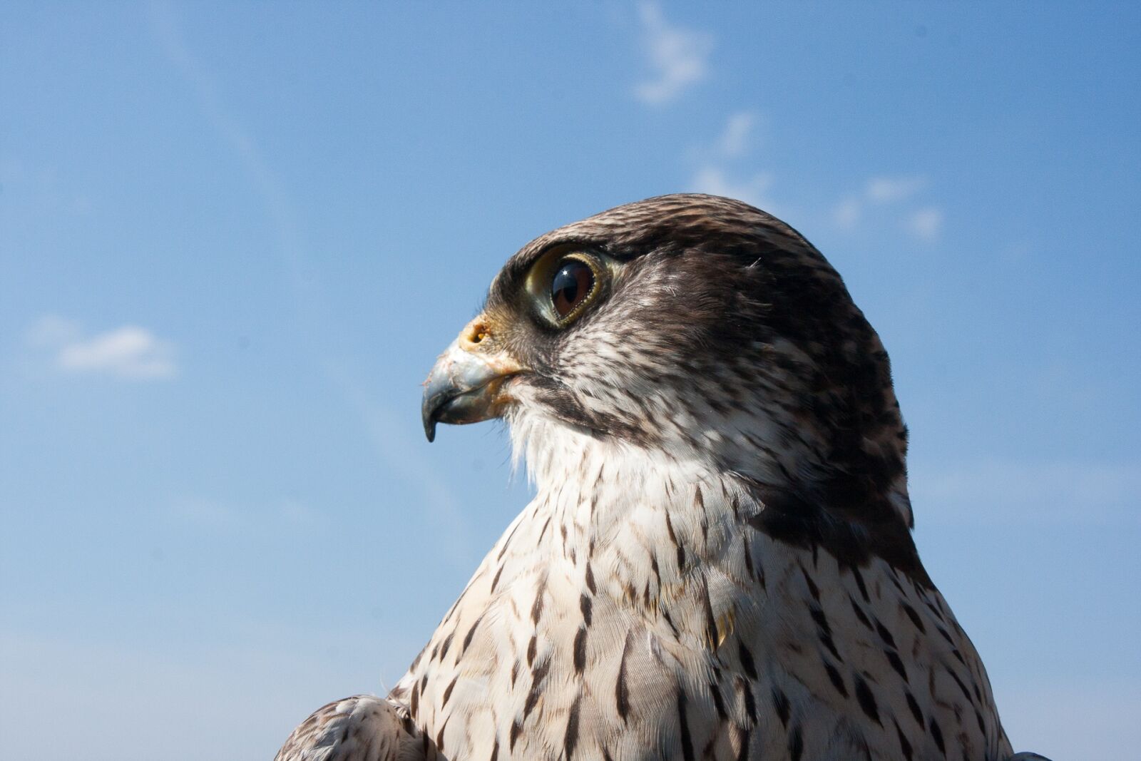 Canon EOS 40D sample photo. Falcon, raptor, bird photography