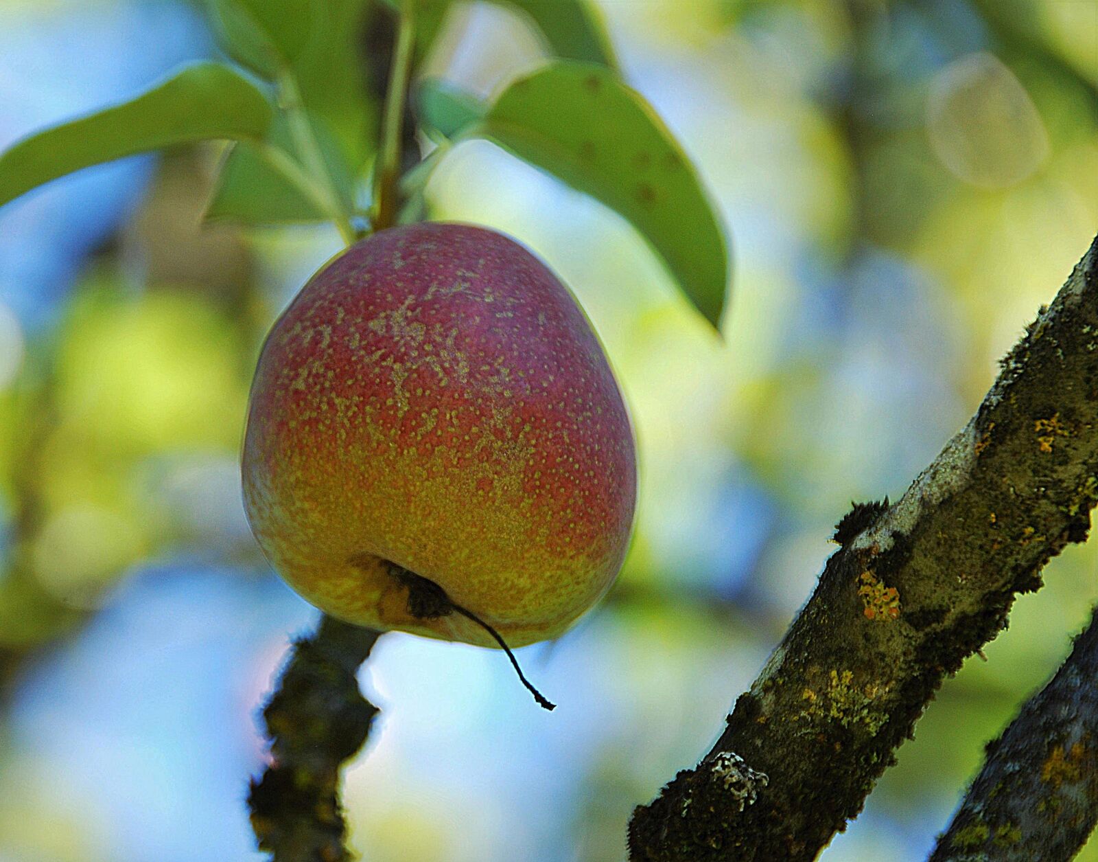 Nikon D80 sample photo. Apple, branch, close up photography