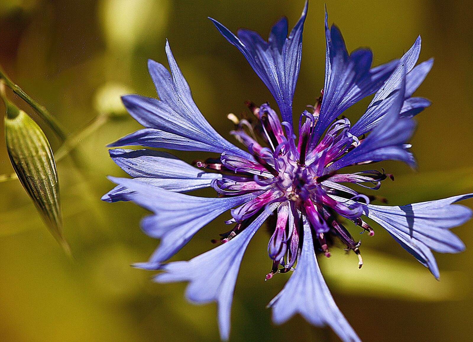Canon EOS 5D Mark II sample photo. Cornflower, flower, a flower photography