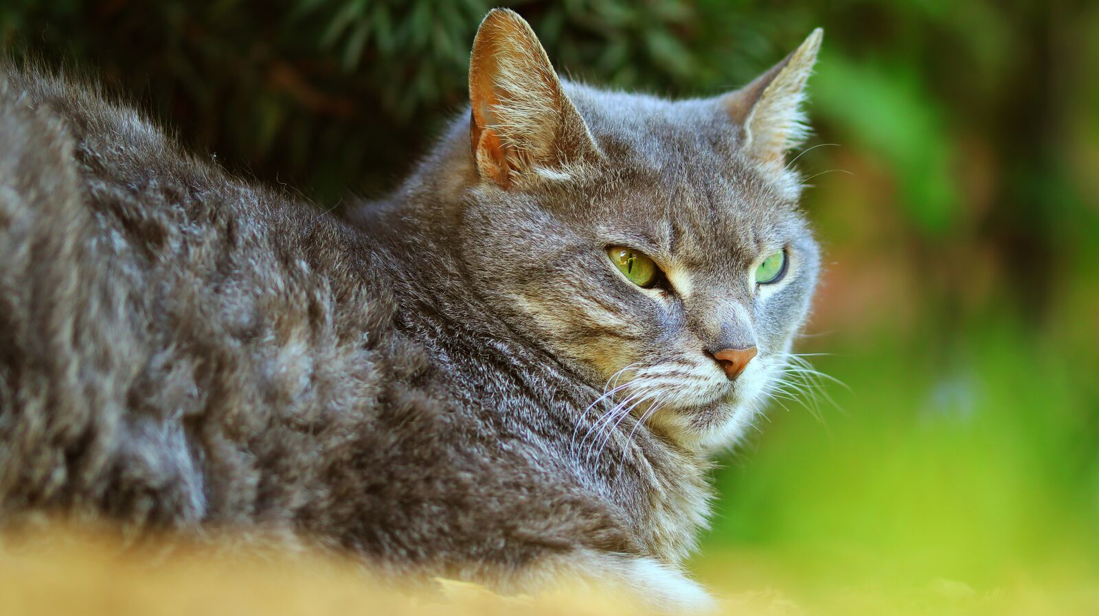 Canon EOS M50 (EOS Kiss M) sample photo. Cat, pet, fur photography
