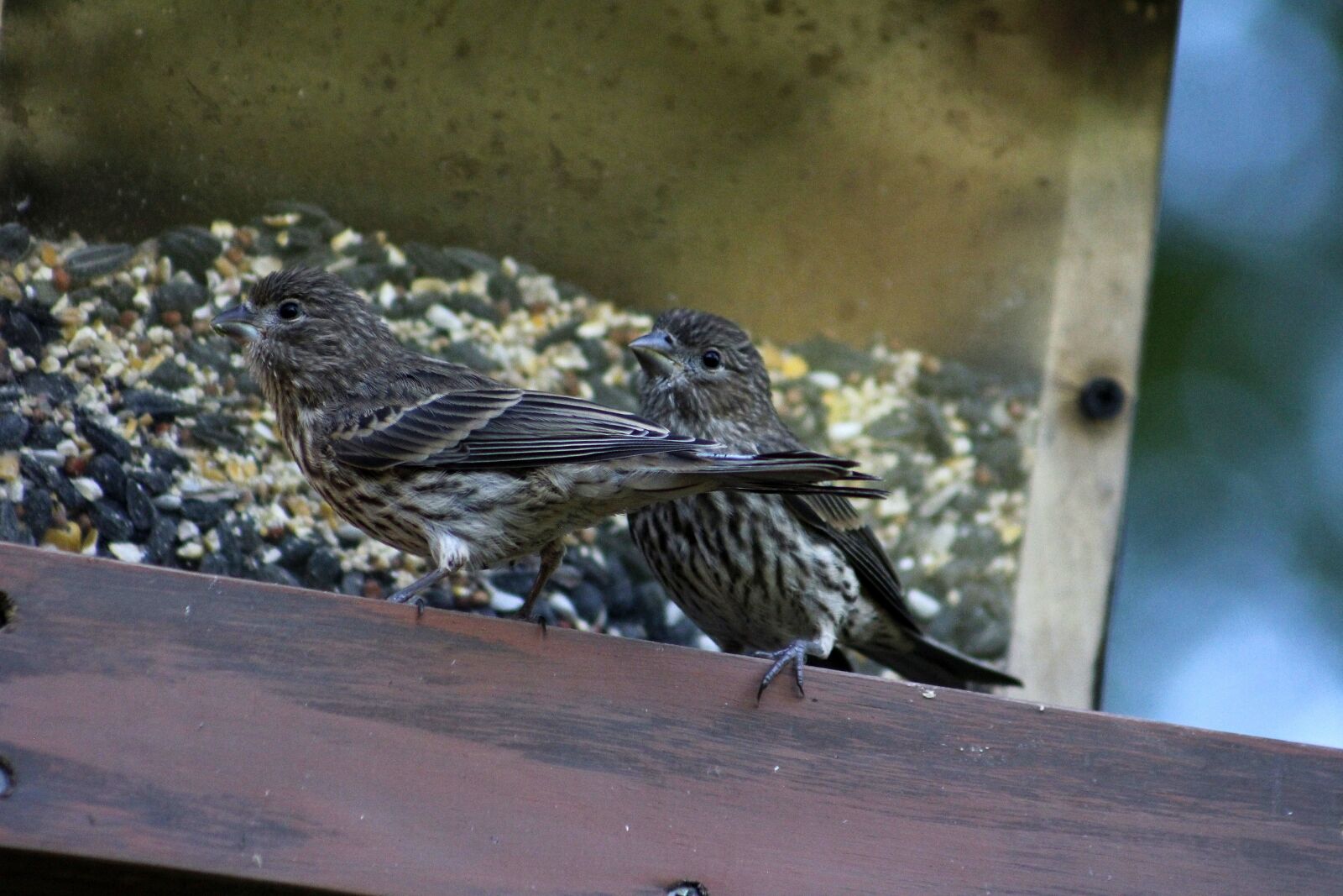 Canon EOS 550D (EOS Rebel T2i / EOS Kiss X4) sample photo. Bird, wildlife, nature photography