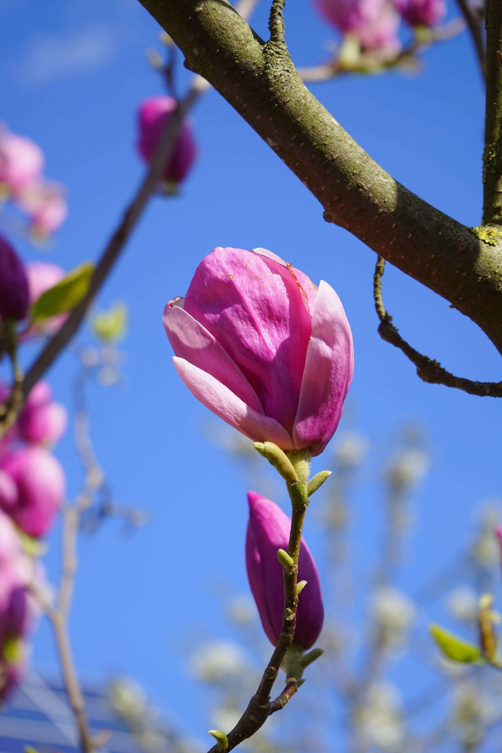 Sony a7 sample photo. Magnolia, magnolia blossom, blossom photography