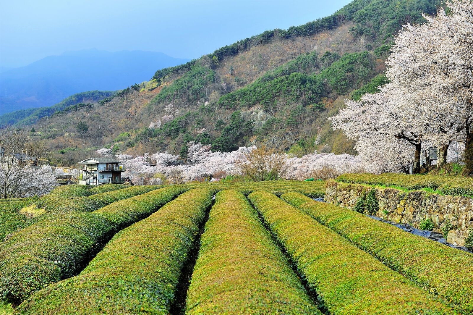 Nikon D3S sample photo. Spring, green tea plantation photography