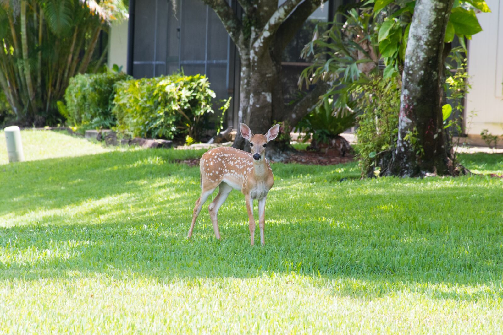Nikon D7500 sample photo. Florida, deer, faun photography