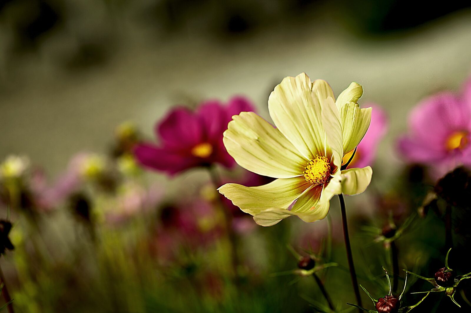 Canon EOS 5D Mark II sample photo. Garden flowers, space, on photography