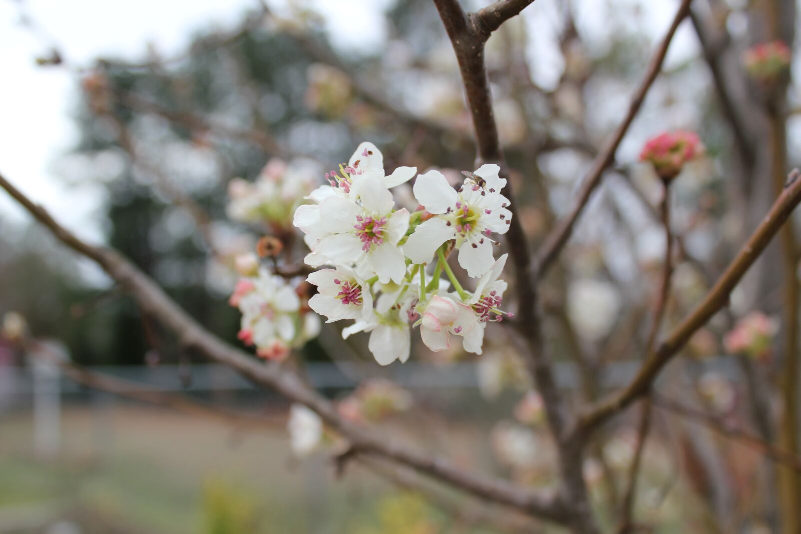 Canon EOS 550D (EOS Rebel T2i / EOS Kiss X4) sample photo. Flower, tree, cherry photography