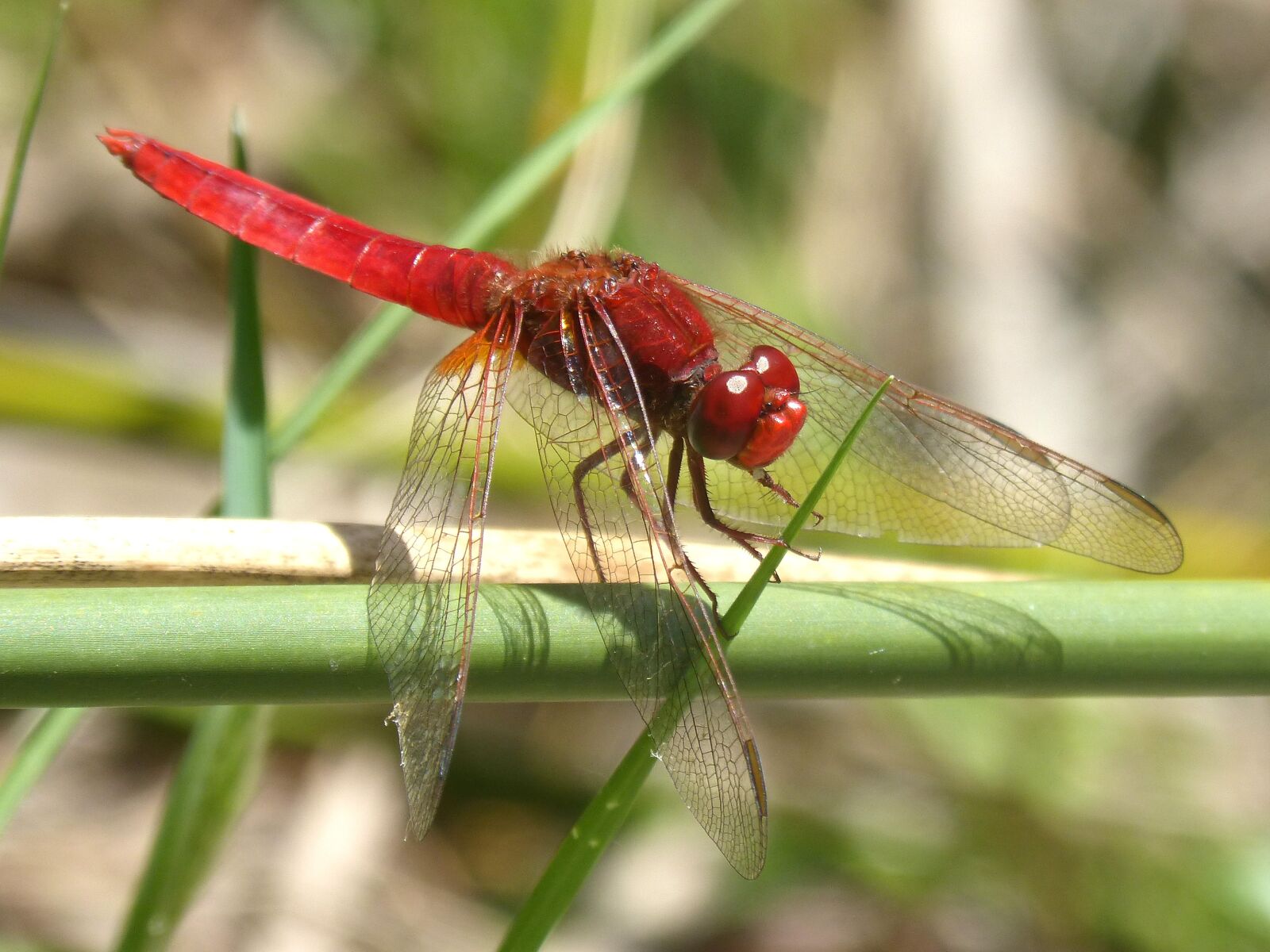 Panasonic DMC-FZ62 sample photo. Red dragonfly, stem, erythraea photography