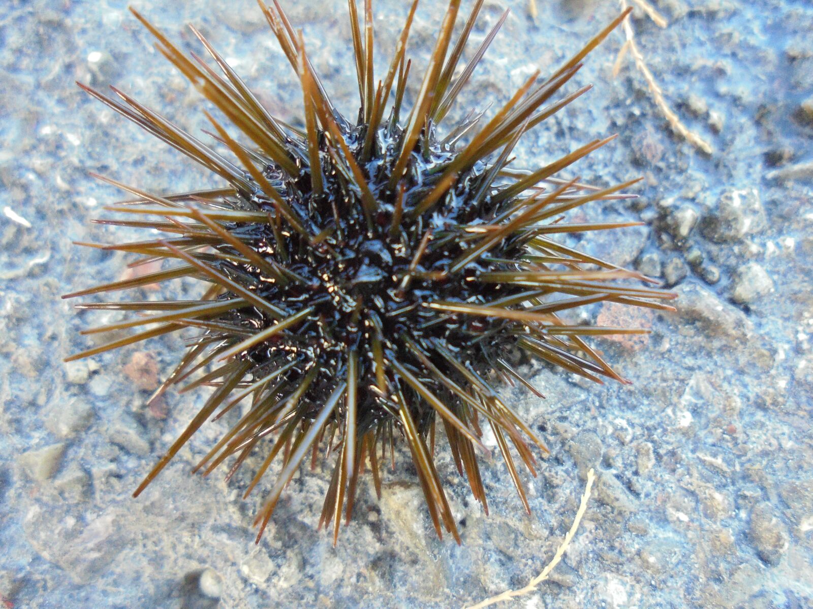 Sony Cyber-shot DSC-W810 sample photo. Sea urchin, thorns, animal photography