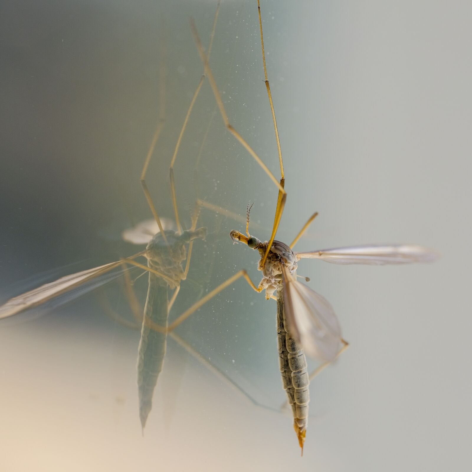 Fujifilm X-H1 sample photo. Macro, mosquito, reflection photography