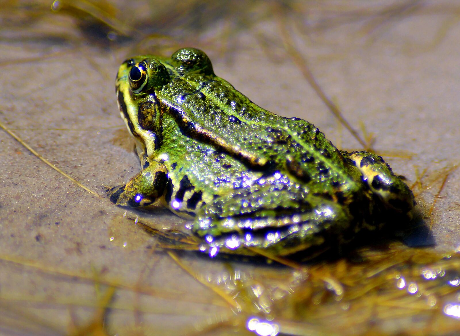 Nikon D3200 sample photo. Frog, green, green frog photography