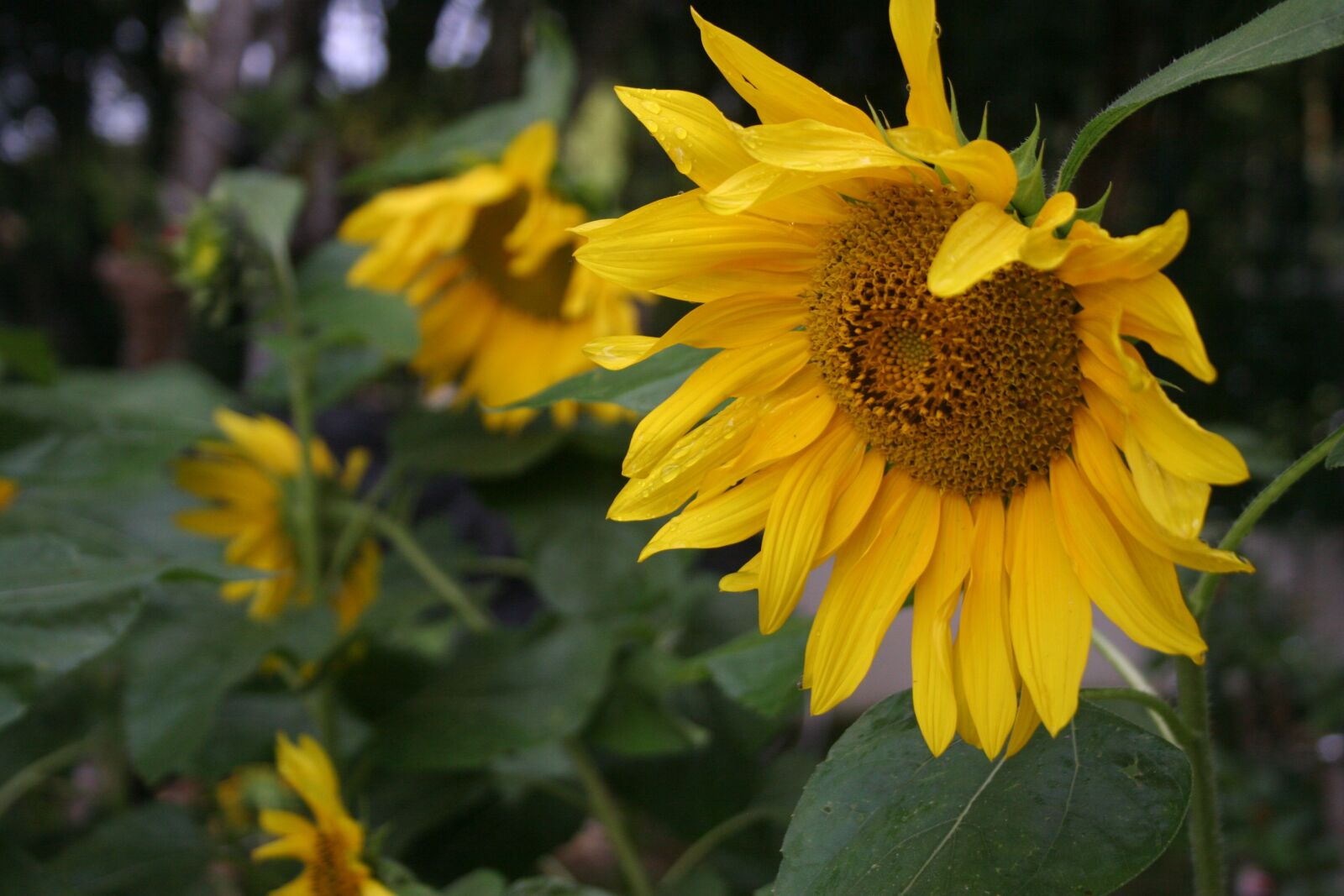 Canon EOS 20D sample photo. Sunflower, flower, nature photography
