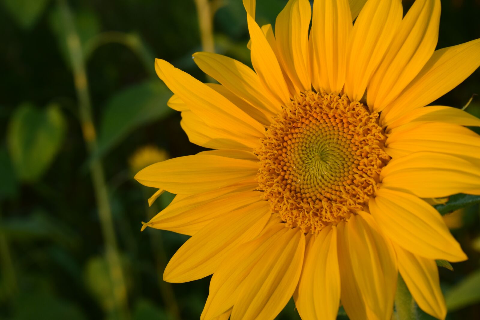 Nikon D3300 sample photo. Sunflower, close up, yellow photography