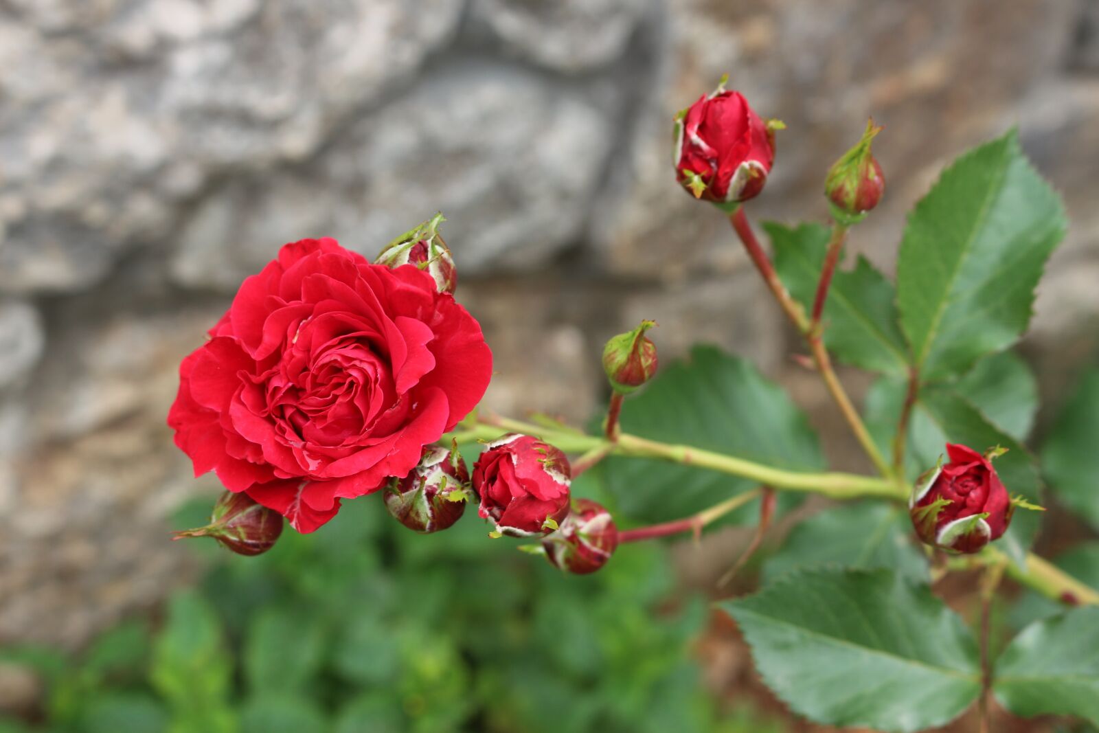 Canon EOS 700D (EOS Rebel T5i / EOS Kiss X7i) sample photo. Nature, spring, garden photography