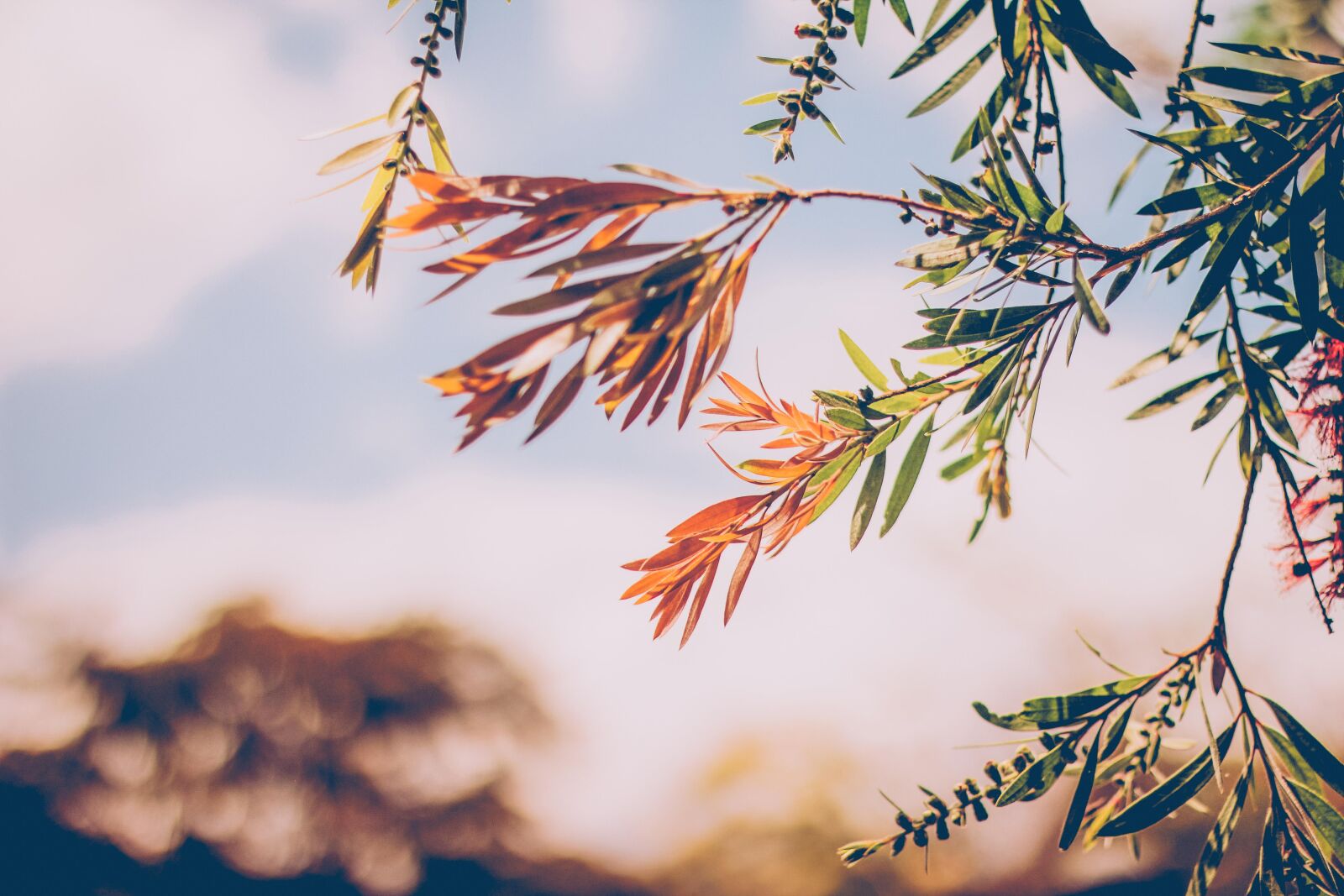 Canon EOS 60D + Canon EF 50mm F1.8 II sample photo. Autumn, leaf, blur, branch photography