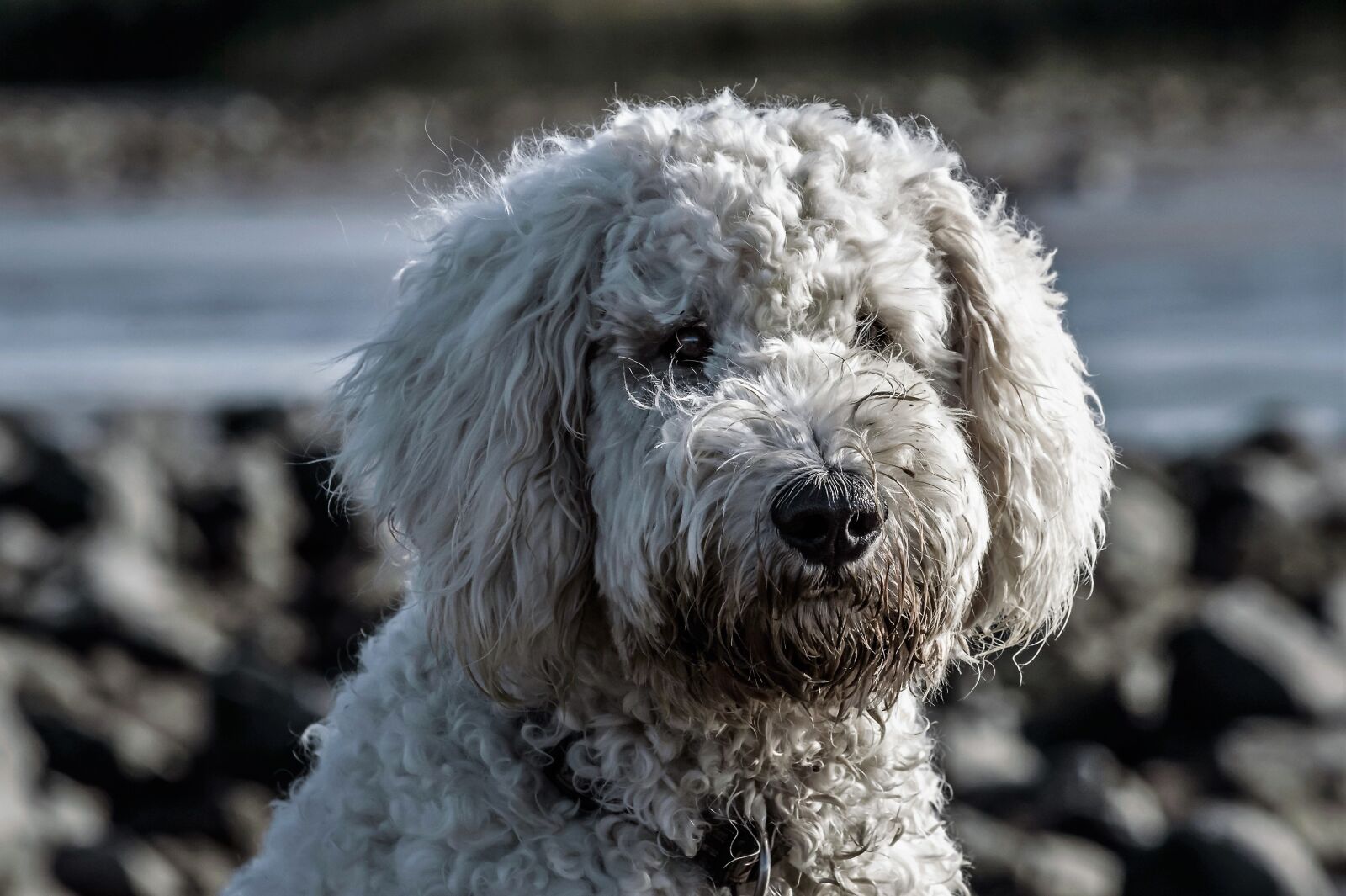 Nikon D3200 sample photo. Dog, hybrid, goldendoodle photography